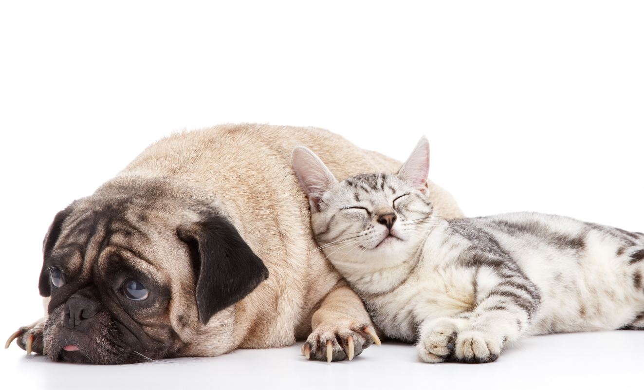 Vermifuge naturel Répuls'Vers pour chiens ou chats – Animasoin