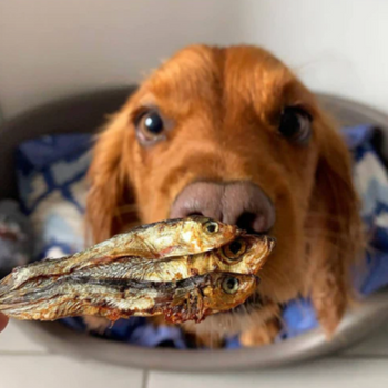 Sprats séchés de la mer Baltique pour chien