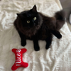 Peluche Os Nice