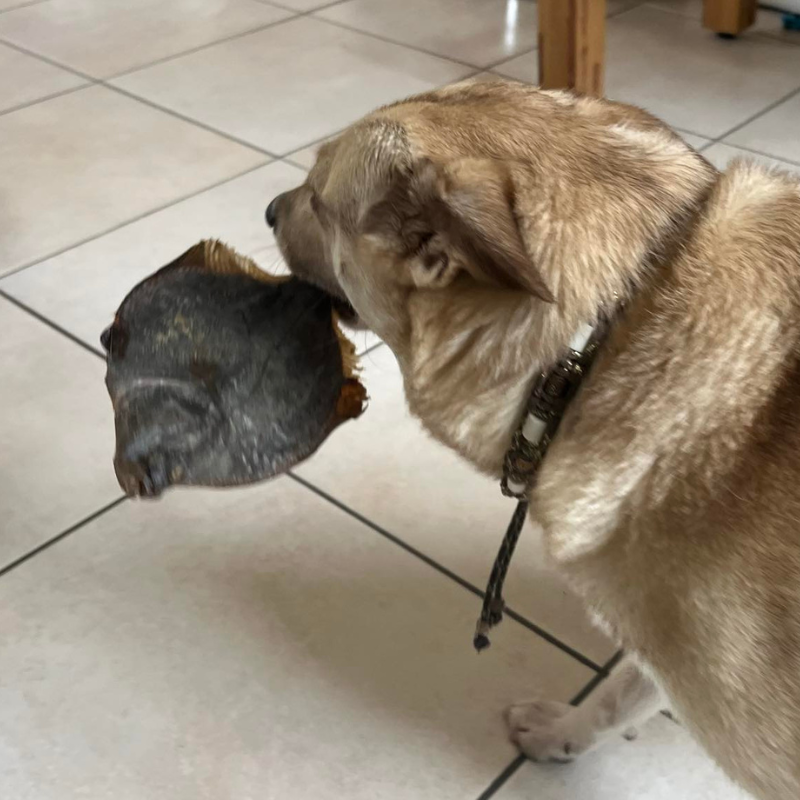 Flétans entiers séchés pour tous les chiens