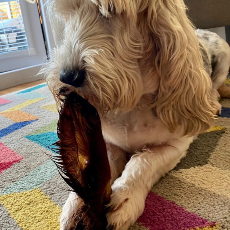 Oreilles de veau avec ou sans fourrure