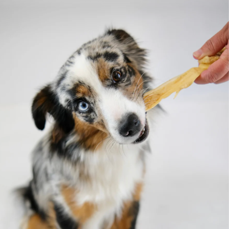 Peaux d'agneau séchée pour chien