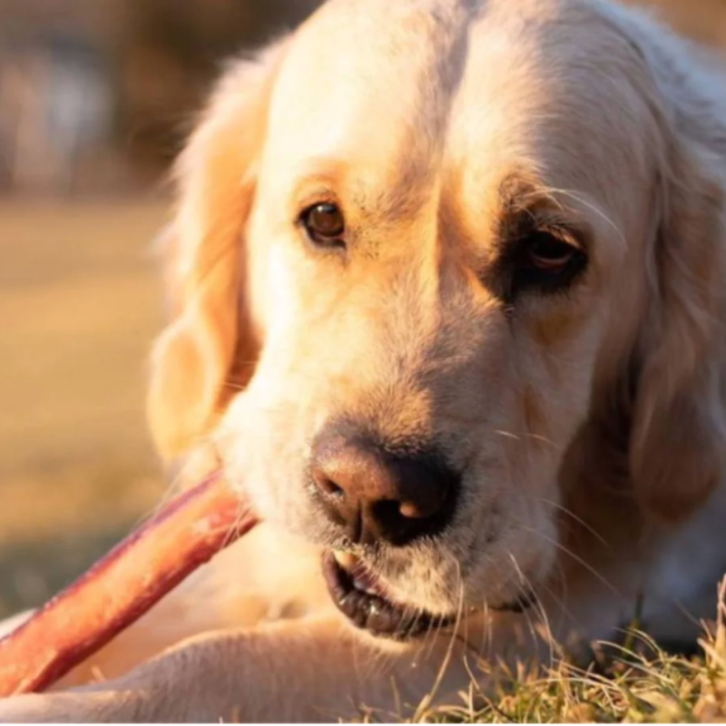 Nerfs de bœuf de 12cm/30cm (Bully Stick) - Mastication longue durée
