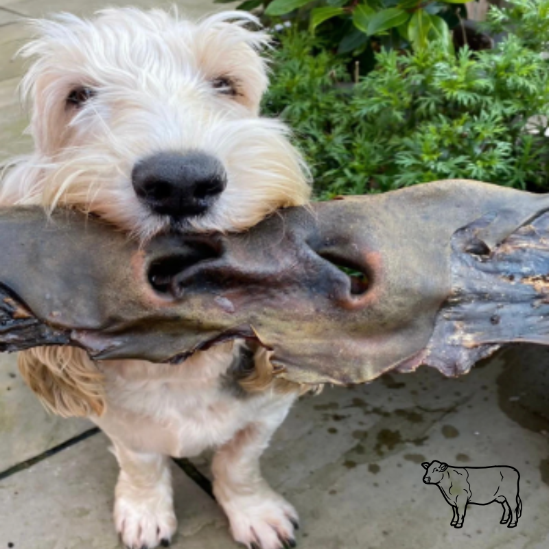 Taille XXL ! Museaux de boeuf pour chiens - avec fourrure - longue durée