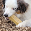 Véritables fromages de Yak pour chien (Churpi)