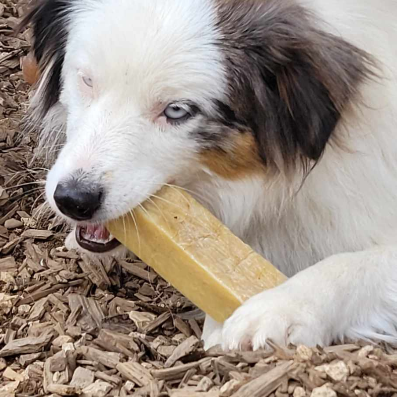 Véritables fromages de Yak pour chien (Churpi)
