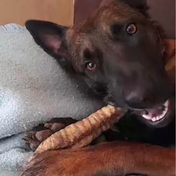 Trachées de boeuf pour chien - 15 ou 30 cm - Mastication longue