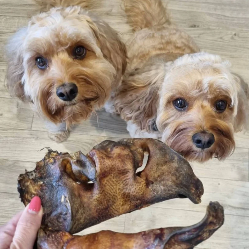 Taille XXL ! Museaux de boeuf pour chiens - avec fourrure - longue durée