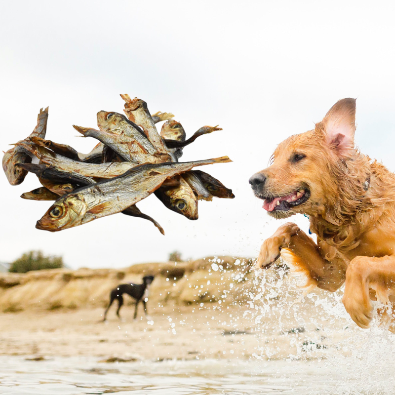 Sprats séchés de la mer Baltique pour chien