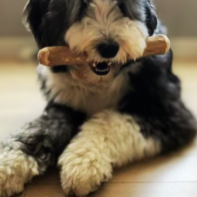 Bâton en bois de café pour chien
