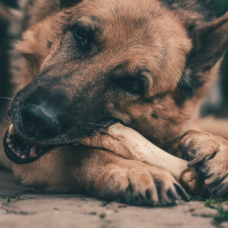 Box Mastication variée de longue durée