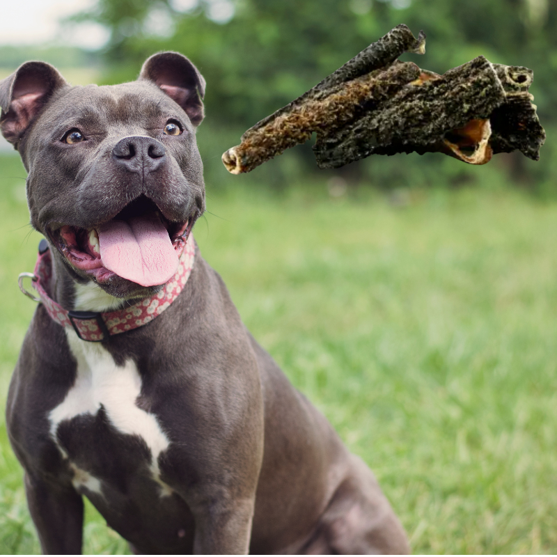 Panses (tripes) de boeuf pour chiens ( faciles à déguster )