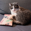Coussin XXL relaxant de valériane pure pour chat