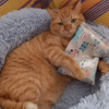 Coussin XXL relaxant de valériane pure pour chat