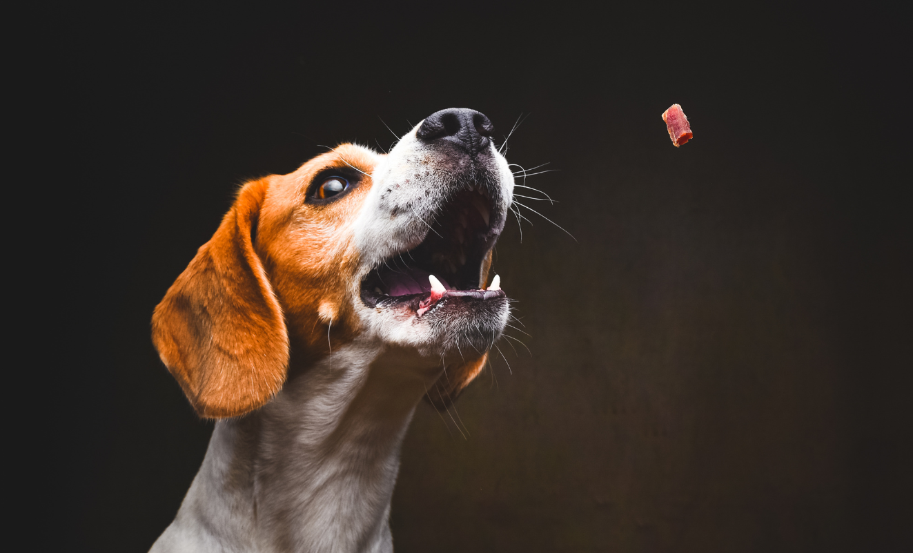 Collier ou harnais – qu'est-ce qui convient le mieux à votre chien ? -  Omlet Blog France