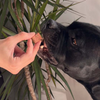 Repas complet - Saucisson BARF cuit Qru pour chien – Agneau ou Dinde – 400 g & 800 g