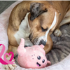 🎀 Box Octobre Rose – Le coffret solidaire pour chiens - Montant reversé