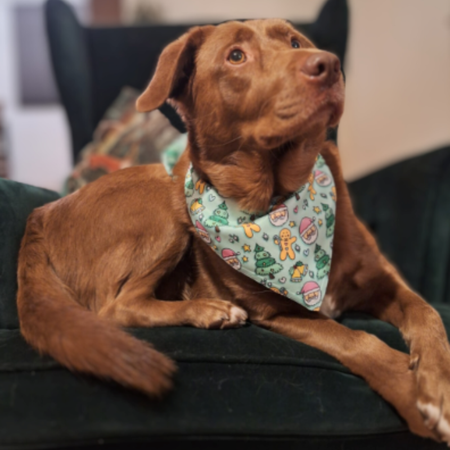 Bandana de Noël pour Chien – Jolly Santa