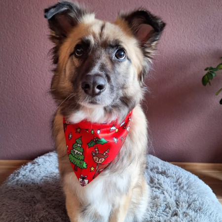 Bandana de Noël pour Chien – Merry Reindeer