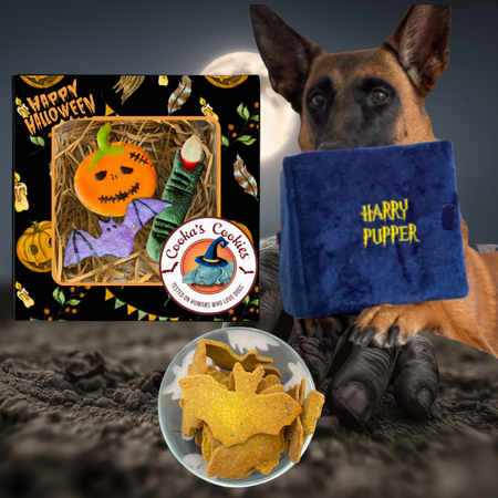 🎃 Box d'Halloween Animasoin pour chien 👻