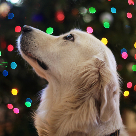 🎅 Hotte de Noël Animasoin – Livraison spéciale du Père Noël pour votre chien ! 🎁