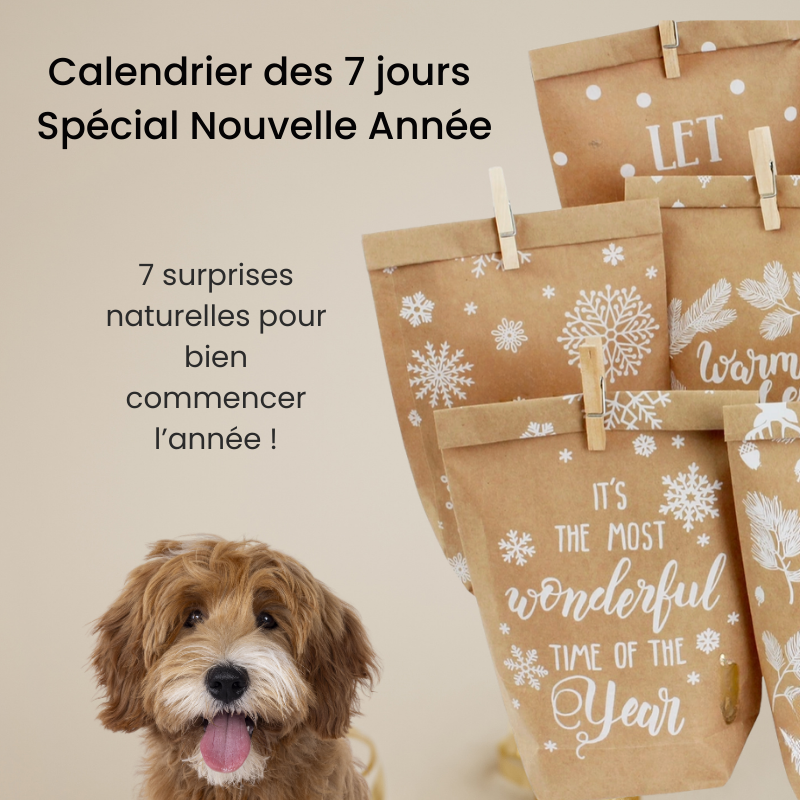 🎁 Calendrier des 7 Jours – Spécial Nouvelle Année pour Chien