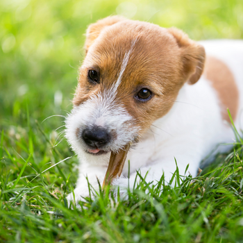 Lamelles de viande séchées (chiots et petits chiens)