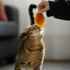 Jouet en résine organique pour chat – Capture & mastication naturelle