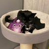 Peluche pour chat avec cataire et vigne argentée – Chauve-souris 🦇