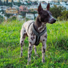 Harnais en Y FINNERO pour chien (destockage)