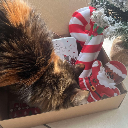 Coffret de Noël pour chats – Edition Limitée