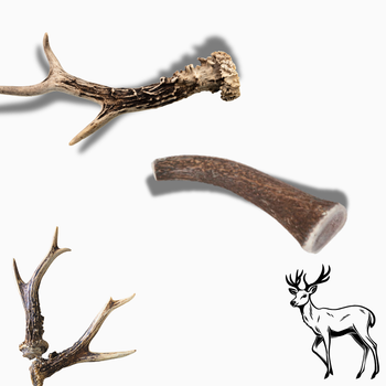 🔴 Bois de cerf entier