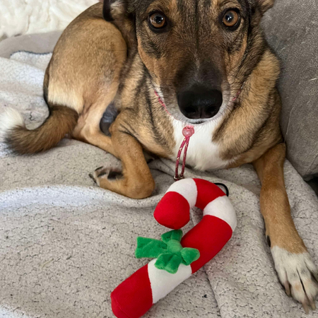 Peluche Canne de Noël pour chiens