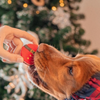 Macarons de Noël pour chiens 100% naturel (à la Dinde)