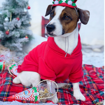 Cookies de Noël au poulet et thon dans un cône - pour chiens (bientôt disponible)