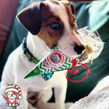 Cookies de Noël au Boeuf dans un cône - pour chiens (bientôt disponible)