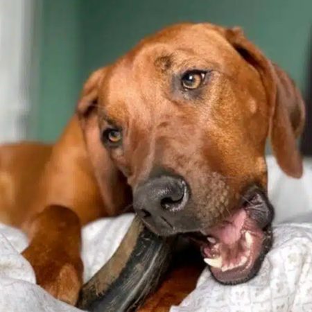 Corne de buffle pour chien (mastication longue durée)