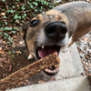 Lanières de dinde aux herbes vermifuges (graines de courge, thym) pour chien