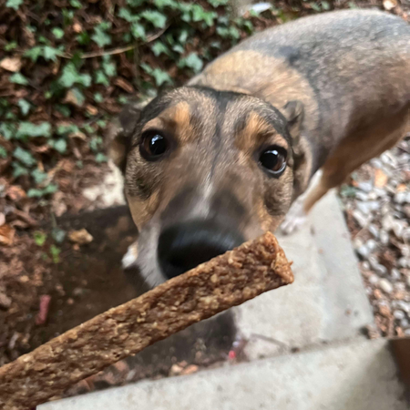 Lanières de dinde aux herbes vermifuges (graines de courge, thym) pour chien