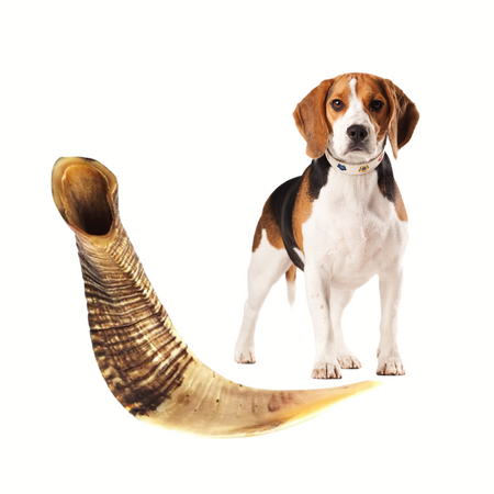 Corne de buffle d'eau – Mastication pure pour chiens
