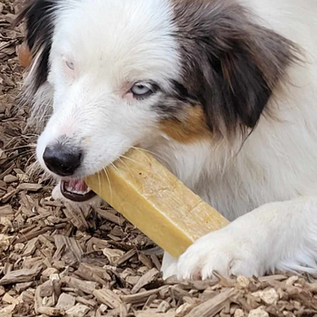 Véritables fromages de Yak pour chien (Churpi)