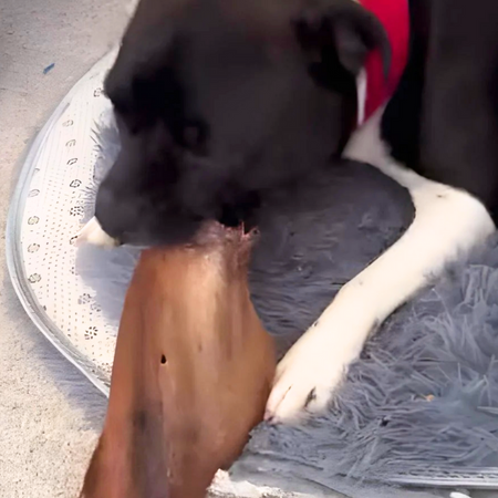 Oreilles de boeufs séchées SANS fourrure pour chien