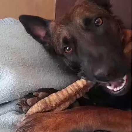 MastiBox pour chiens mâcheurs intensifs - Longue durée