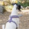 Harnais en Y FINNERO pour chien (destockage)