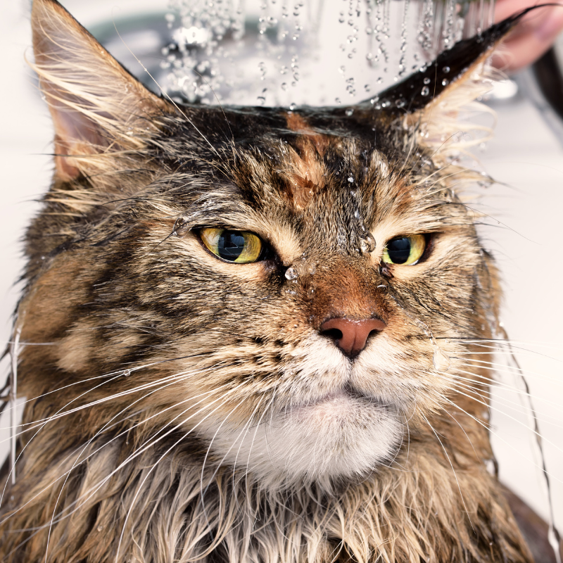 Brosse de bain pour chien ou chat