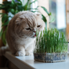 Herbe à chat avec sa barquette