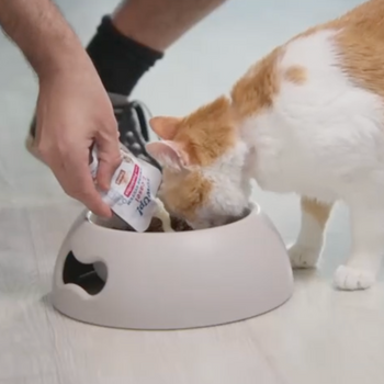 Yaourt probiotique pour chats – Immunité et digestion - 85 gr