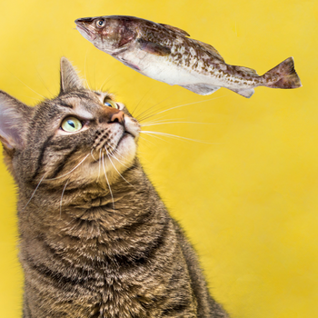 100% Peaux de poissons séchées pour chats