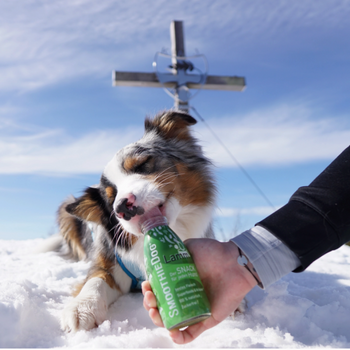 🐑 SmoothieDog Agneau – Le smoothie doux et digeste pour chiens sensibles