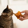 Bâtonnets pour chats : santé dentaire et plaisir garantis - Poulet ou Saumon